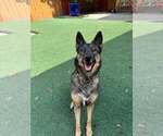 Small #12 German Shepherd Dog