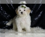 Small Photo #73 Maltipoo (Miniature) Puppy For Sale in WARSAW, IN, USA