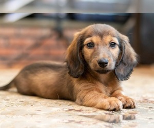 Dachshund Puppy for sale in EDGEMONT, NY, USA