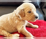Small Photo #5 Goldendoodle Puppy For Sale in WOODLAND, AL, USA