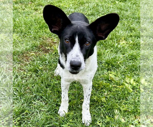 Medium Photo #1 Border Terrier-Unknown Mix Puppy For Sale in Batavia, OH, USA