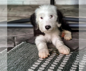Sheepadoodle Puppy for sale in OAK RIDGE N, TX, USA