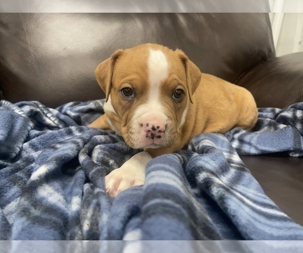 Medium Photo #115 American Bully Puppy For Sale in REESEVILLE, WI, USA
