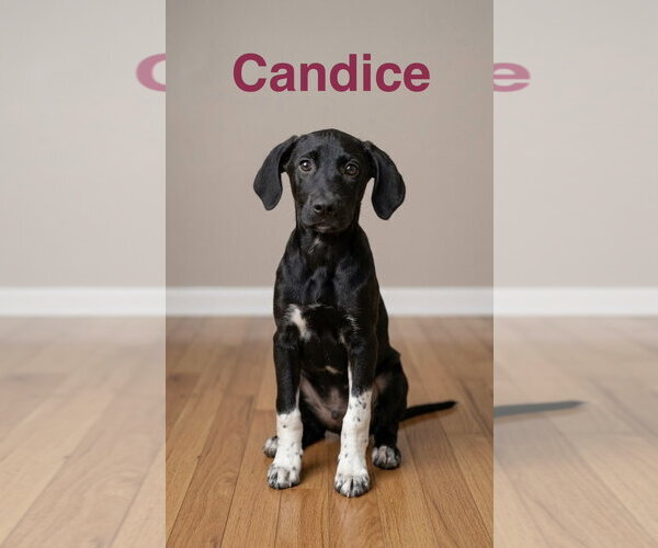 Medium Photo #1 Lab-Pointer Puppy For Sale in Topeka, KS, USA