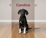 Candice - Female Lab-Pointer Dog for Adoption - Small photo