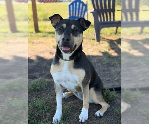 Meg - Female Mutt Dog for Adoption - Photo #7