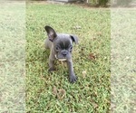 Small #4 Faux Frenchbo Bulldog