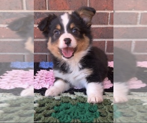 Miniature American Shepherd Puppy for sale in ROGERS, AR, USA