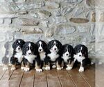 Small Photo #3 Bernese Mountain Dog Puppy For Sale in ATGLEN, PA, USA