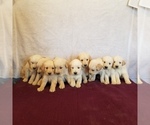 Small Photo #1 Golden Retriever Puppy For Sale in NORWOOD, MO, USA