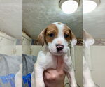 Small #1 American Foxhound-Catahoula Leopard Dog Mix