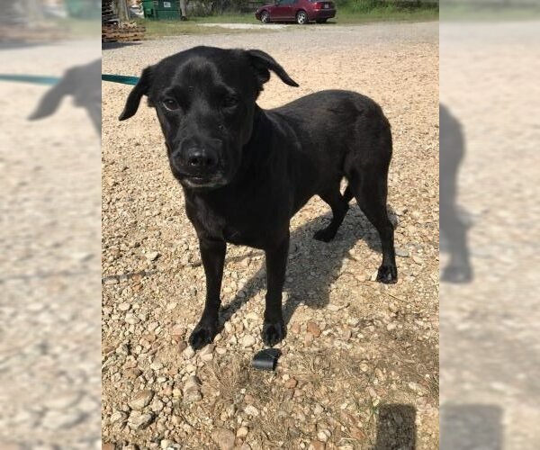 Medium Photo #1 Labrador Retriever-Unknown Mix Puppy For Sale in Jackson, MS, USA