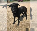 Small Labrador Retriever Mix