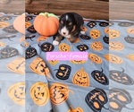 Puppy Porsche Australian Shepherd