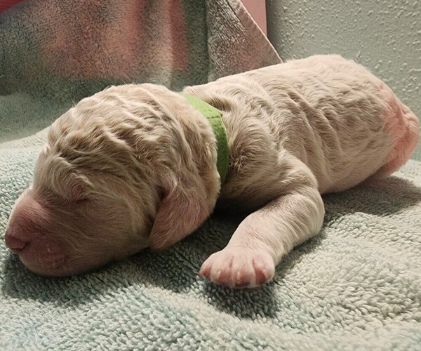 Medium Photo #43 Poodle (Standard) Puppy For Sale in CLAYTON, WA, USA