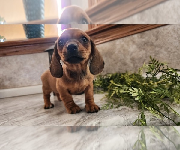 Medium Photo #6 Dachshund Puppy For Sale in GREENWOOD, WI, USA