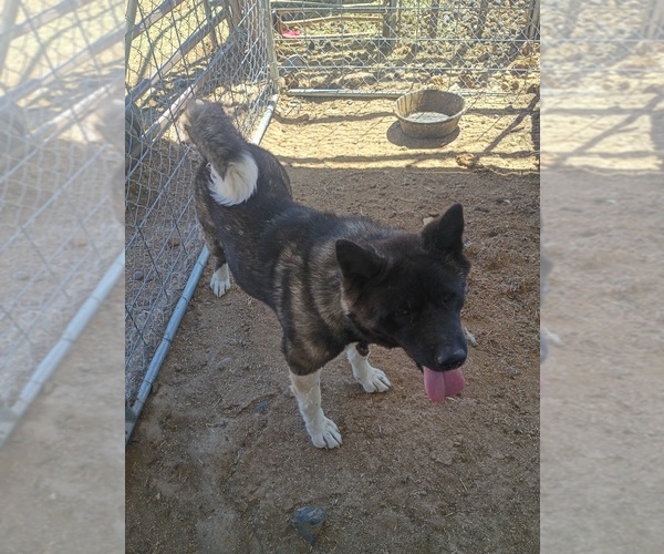Medium Photo #1 Akita Puppy For Sale in BLOOMFIELD, NM, USA