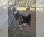 Small Photo #1 Akita Puppy For Sale in BLOOMFIELD, NM, USA
