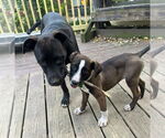 Small Photo #28 Mutt Puppy For Sale in Mount Laurel, NJ, USA