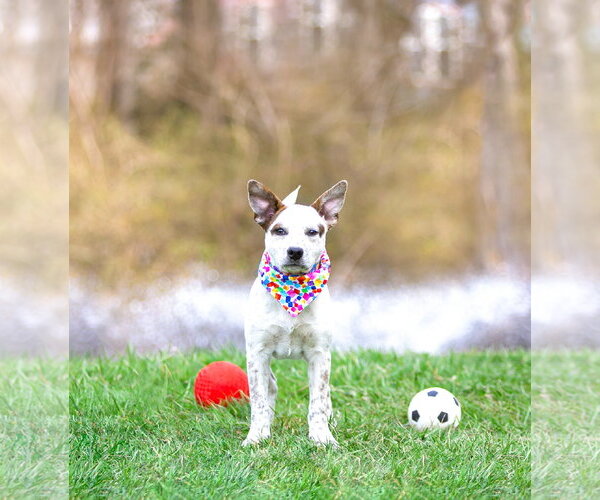 Medium Photo #18 Mutt Puppy For Sale in Unionville, PA, USA