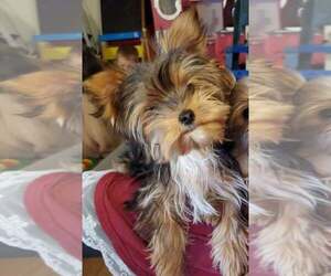 Yorkshire Terrier Puppy for sale in CASTLE ROCK, WA, USA