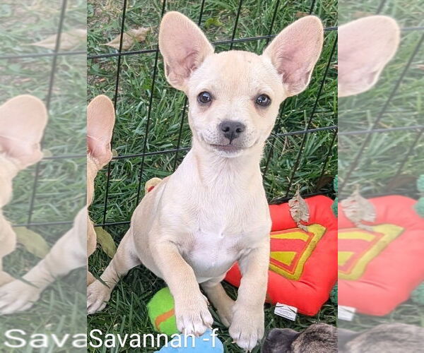 Medium Photo #3 Chihuahua-Rhodesian Ridgeback Mix Puppy For Sale in San Bernardino, CA, USA