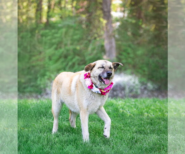 Medium Photo #16 German Shepherd Dog-Unknown Mix Puppy For Sale in Unionville, PA, USA
