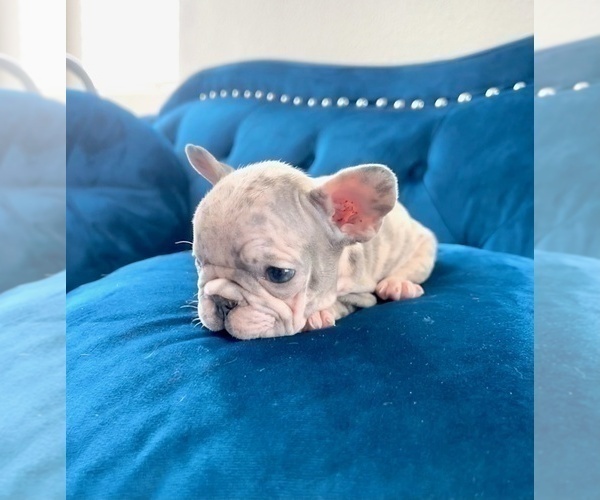 Medium Photo #14 French Bulldog Puppy For Sale in ANCHORAGE, AK, USA