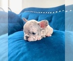 Small #13 French Bulldog