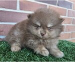 Puppy Puppy 4 Pomeranian