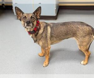 Dachshund-German Shepherd Dog Mix Dogs for adoption in Denver, CO, USA