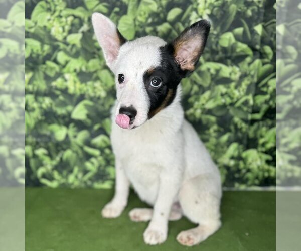 Medium Photo #1 Mutt Puppy For Sale in Modesto, CA, USA