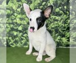Small Photo #1 Mutt Puppy For Sale in Modesto, CA, USA
