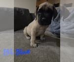 Puppy Puppy 4 Mastiff