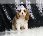 Small #4 Cavalier King Charles Spaniel
