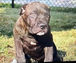Puppy Puppy 3 Cane Corso