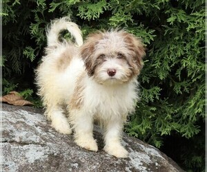 Poodle (Miniature)-Portuguese Water Dog Mix Puppy for sale in FREDERICKSBG, OH, USA
