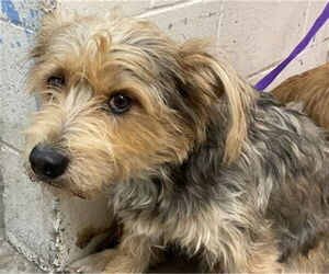 Mutt Dogs for adoption in San Bernardino, CA, USA
