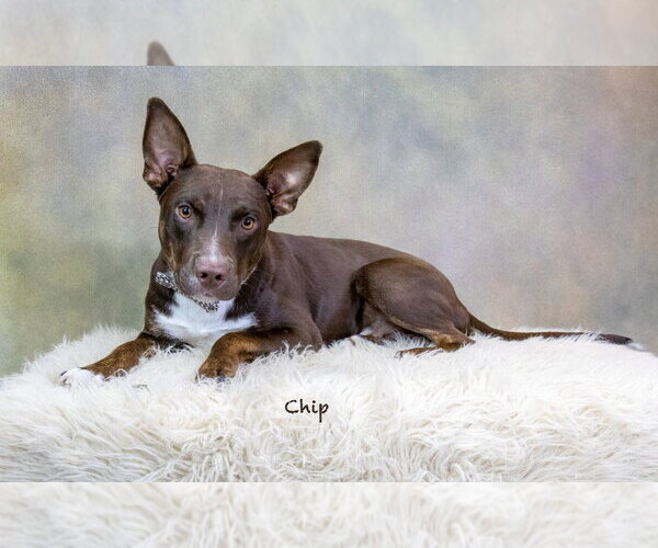 Medium Photo #3 Labrador Retriever-Unknown Mix Puppy For Sale in Hot Springs Village, AR, USA