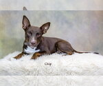 Small #2 Labrador Retriever Mix