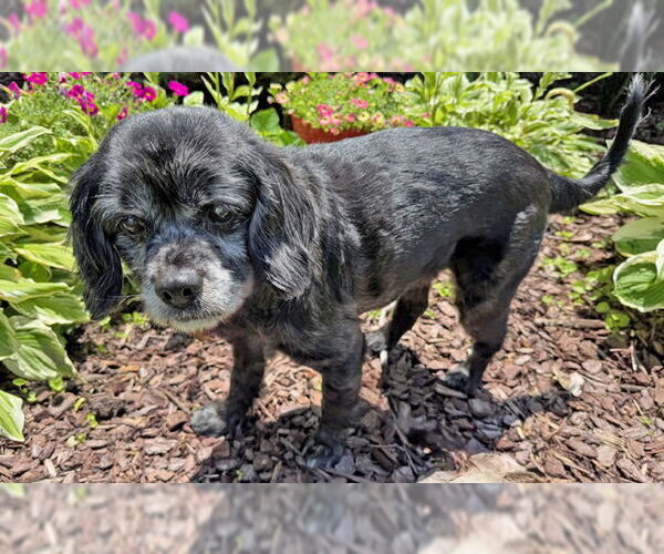 Medium Photo #9 Cocker Spaniel-Unknown Mix Puppy For Sale in Arlington, VA, USA