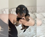 Small Photo #2 Dachshund Puppy For Sale in SAN DIEGO, CA, USA