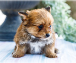 Small Photo #8 Yoranian Puppy For Sale in WAKARUSA, IN, USA