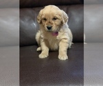 Small Photo #3 Golden Retriever Puppy For Sale in CATOOSA, OK, USA