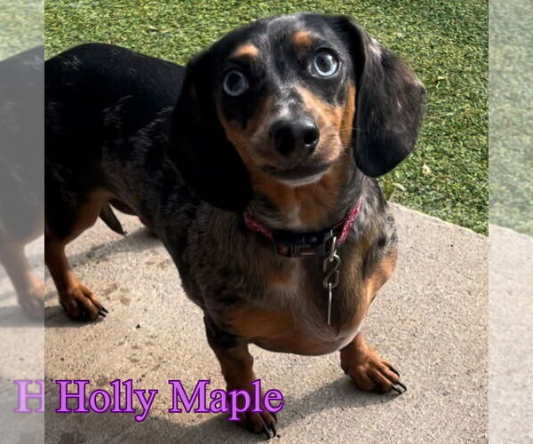 Medium Photo #7 Dachshund Puppy For Sale in San Antonio, TX, USA