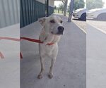 Small #2 Labrador Retriever Mix