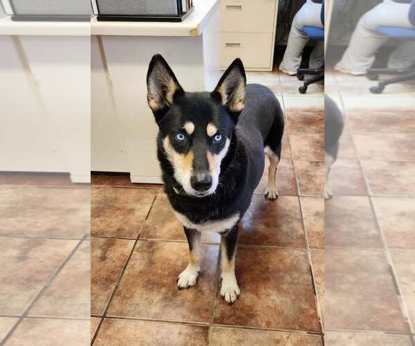 Medium Photo #2 Siberian Husky Puppy For Sale in Amarillo, TX, USA