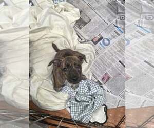Ridge (NY-Sarah) - Female Labrador Retriever-Unknown Mix Dog for Adoption - Photo #3