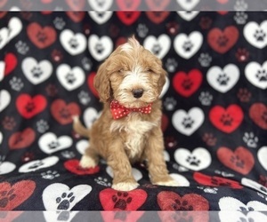 Cavapoo Puppy for sale in LAKELAND, FL, USA