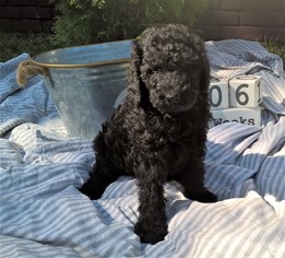 Labradoodle Puppy for sale in FLINT, TX, USA